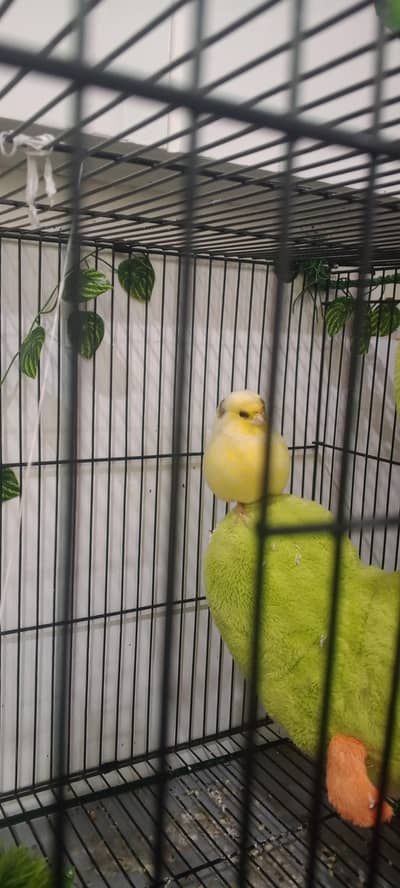 Beautiful Gloster Canary Finch pair