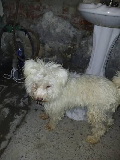 Maltese dog is for sale