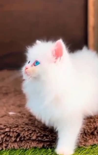 Persian cat 2 month age My WhatsApp number 0323.88. 11.932for sale