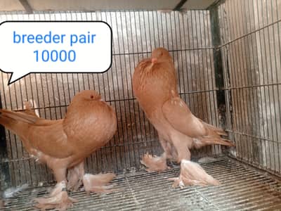 fancy pigeon | kabutar| Jacobin|  frillback saddle | amarican fantail|