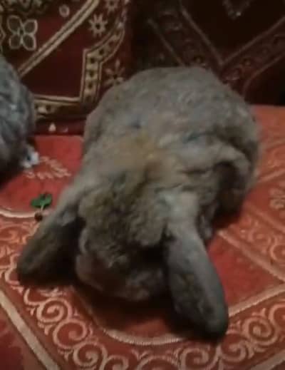 Holland loop punch face male