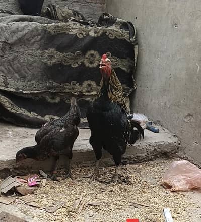 Burmi pakoya male and paloyi female