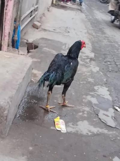 pure Thai aseel 25000 final