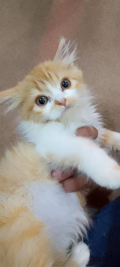 Persian female kitten