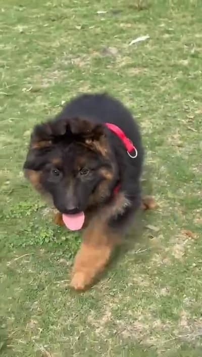 German Shepherd male pappy for sale