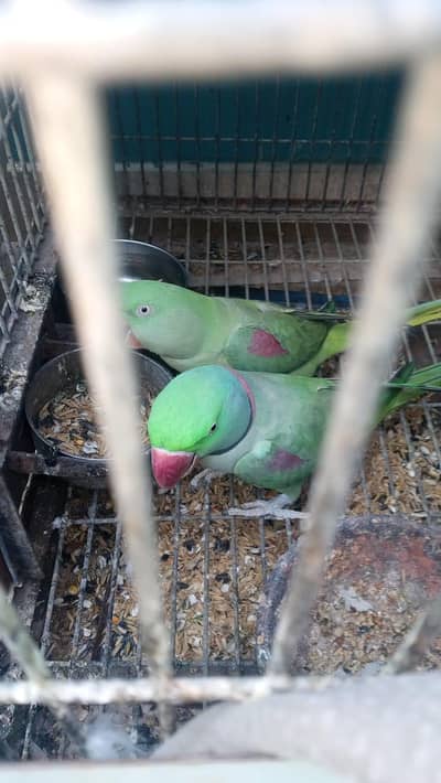 ROW KASHMIRI PAHARI PARROT  PAIR