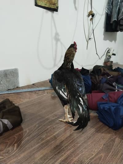 black jawa aseel for sala