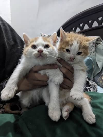 Moggy kitten's for adoption