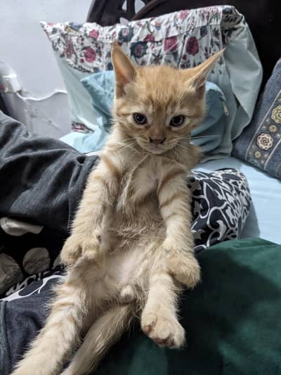 Moggy kitten's for adoption