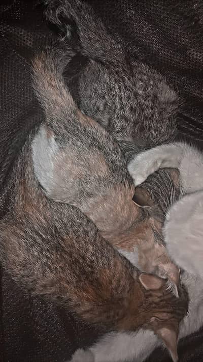 we are selling this kittens for free serious buyers ccontact us