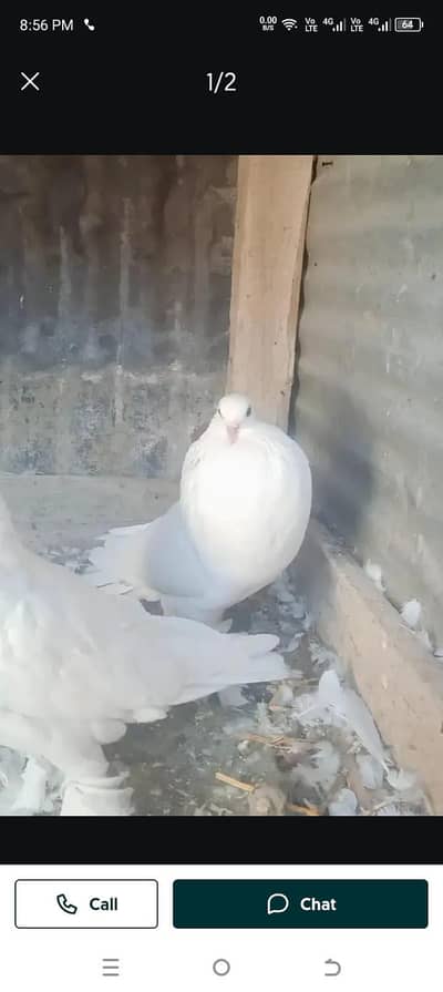 write pamoreyan breder paire. Rs. 10000. far saile