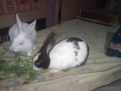 rabbits male female pair 4 month
