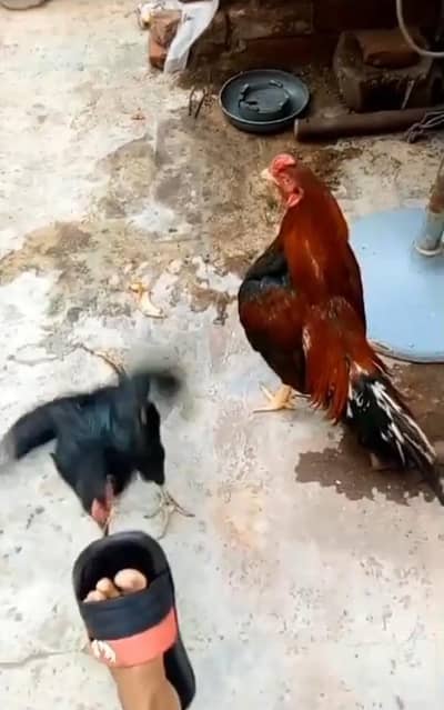 Old blad line Amroha Madi for sale 03706073028