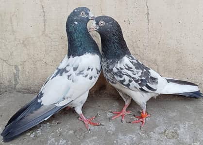 Teddy Pigeons