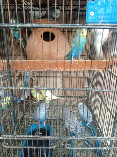 4 to 8 month budgies parrot