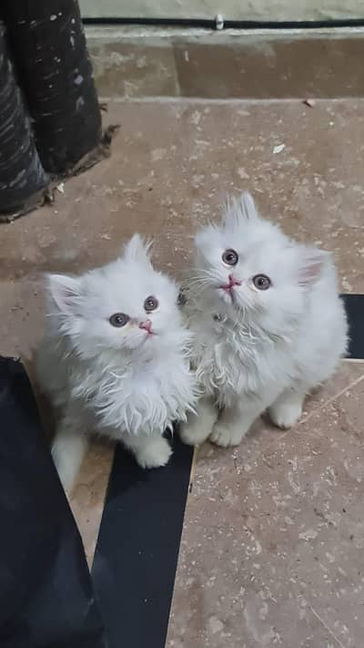 Persian kitten's