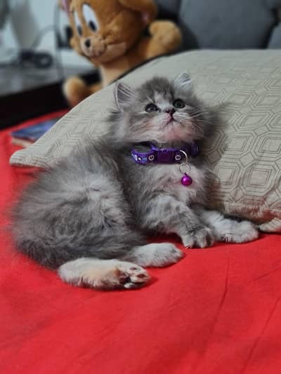Persian kitten's