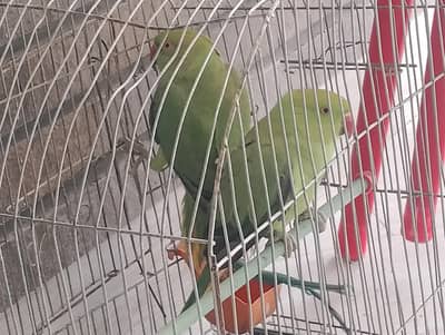 ring neck parrot 8 months health pair for sale