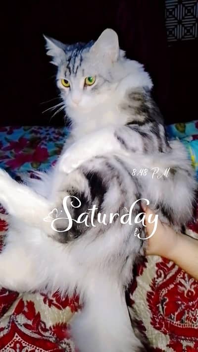 perishan kitten 7 month