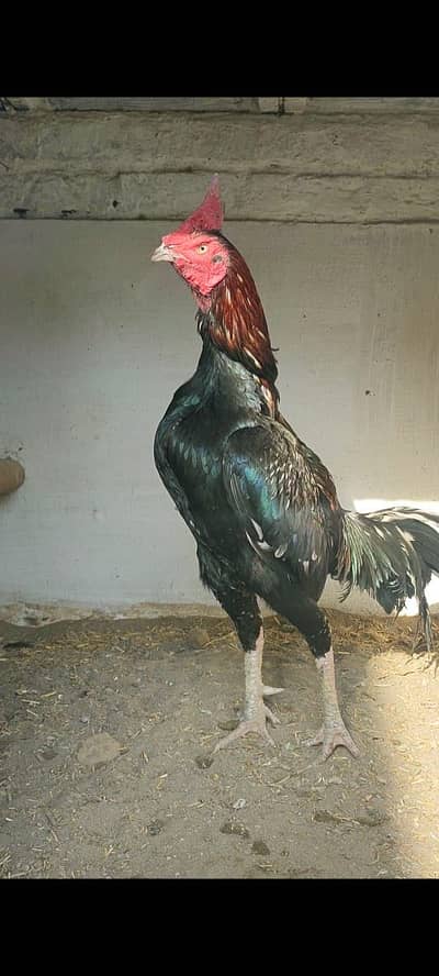 Quality Bengum x Mushka Aseel