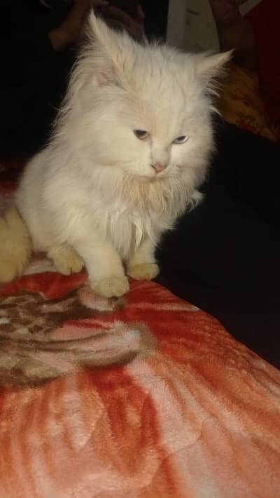 CAT FOR SALE WITH TWO DIFFERENT EYES COLOUR