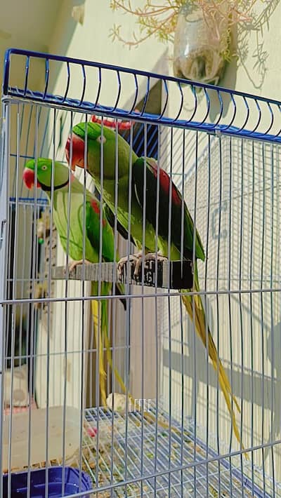 beautiful Raw parrot pair