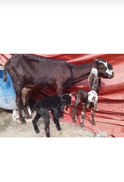 Naghra Goat sale with 2 kids male and female 0300-4570940