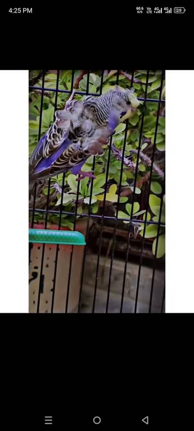 beautiful hogoromo pair