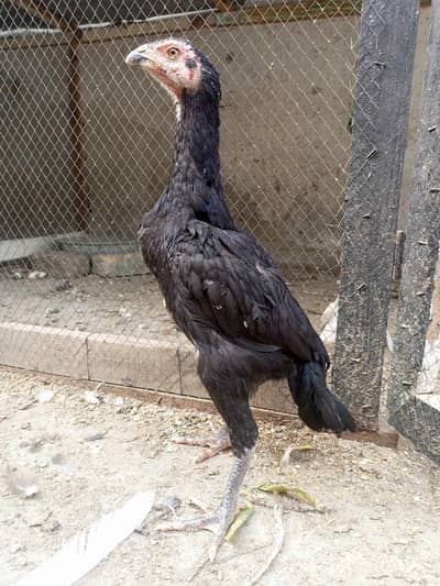 black shamo chicks available
