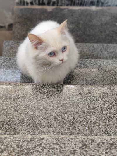 Persian female for sale