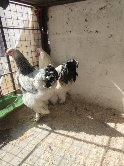 Brahma Pair Ready To First Breed Are Available