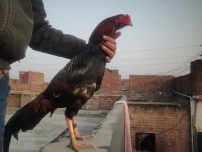 Thai murga murgiya or aseel eggs available