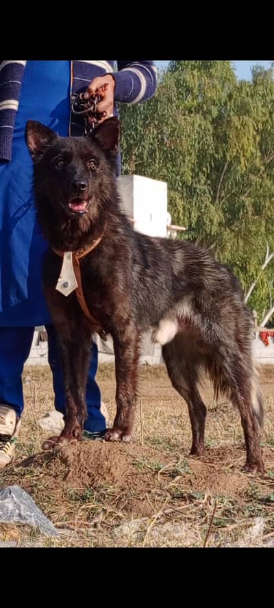 Alsatian mail 12 months for sale