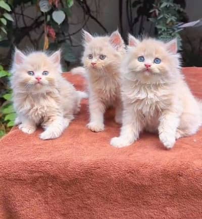 Persian cat female 0319==7676===623my WhatsApp