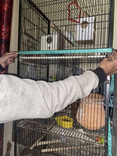 4 partition cage 3 love birds pairs 2 bajri pairs 1 jawa pair