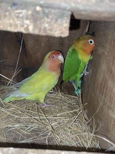 4 partition cage 3 love birds pairs 2 bajri pairs 1 jawa pair