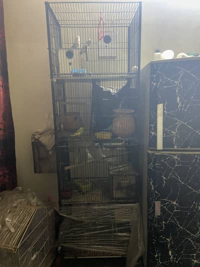 4 partition cage 3 love birds pairs 2 bajri pairs 1 jawa pair