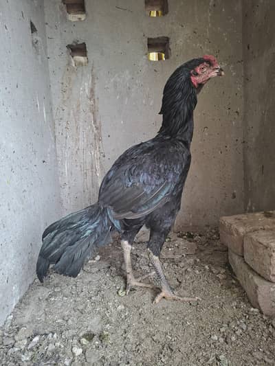 Aseel Thai/ Aseel cross pathy