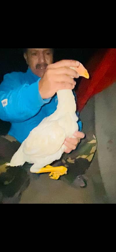 wight king size shamu