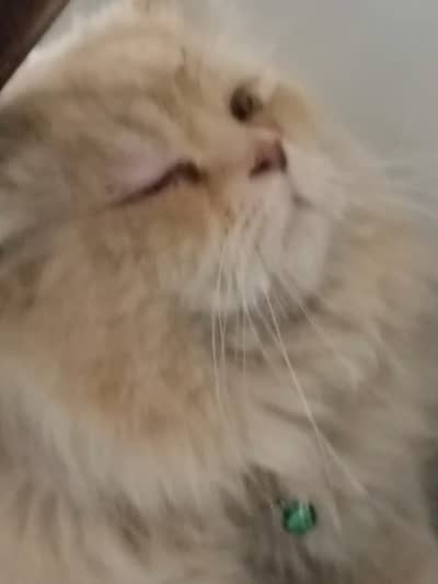 urgent sale karni jaldi contact karein