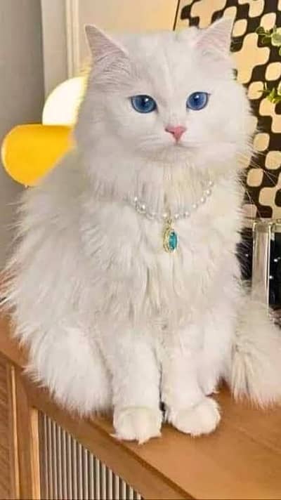 female ha bhot achi ha bara hair ha whatsapp number 03492610017