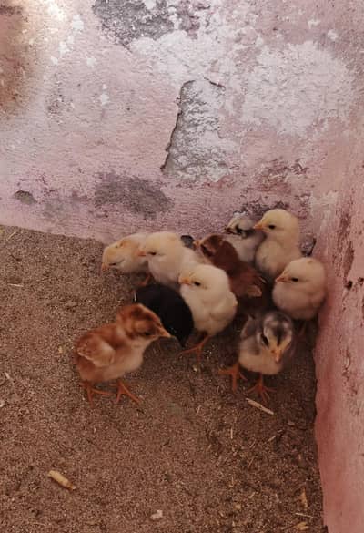 Aseel. . ph 03410011102