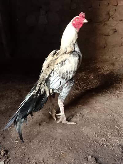 aseel murga for sale jor band Umar dedh sal