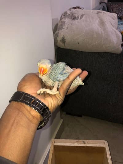 RING NECK CHICKS 03342248084