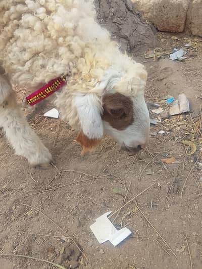 dumba sell urgent larkana nasal