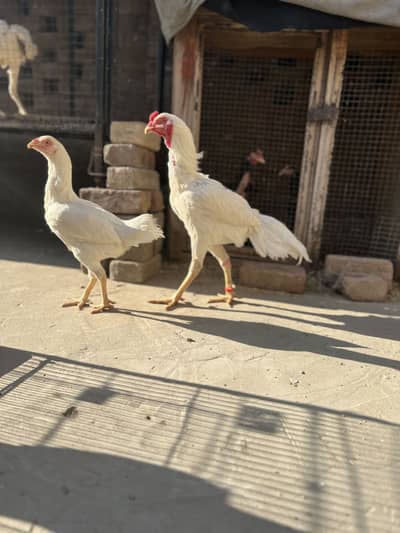 paper white murga or murgi fresh healthy and active