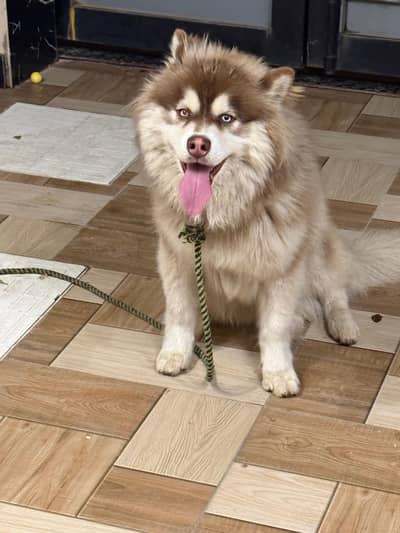 Siberian Husky Available For Sale