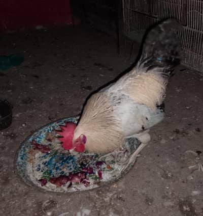 Breeder Male Available