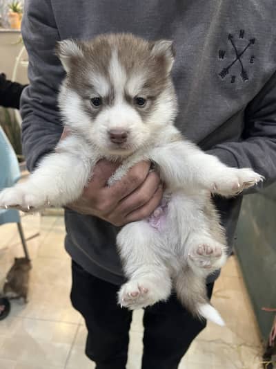 Husky pupies
