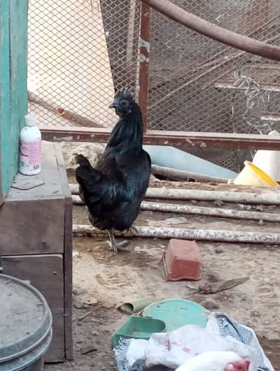 3 Ayam cimani females for sale